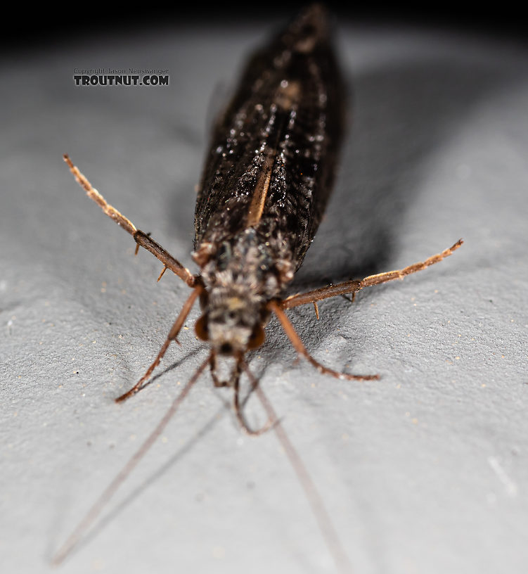 Hydropsyche (Spotted Sedges) Caddisfly Adult from the Madison River in Montana