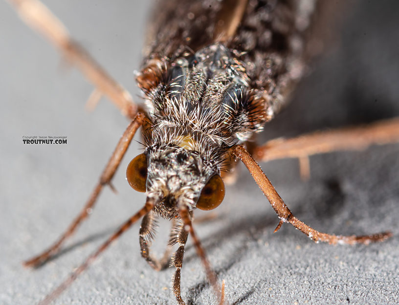 Hydropsyche (Spotted Sedges) Caddisfly Adult from the Madison River in Montana