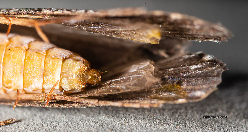 Hydropsyche (Spotted Sedges) Caddisfly Adult from the Madison River in Montana