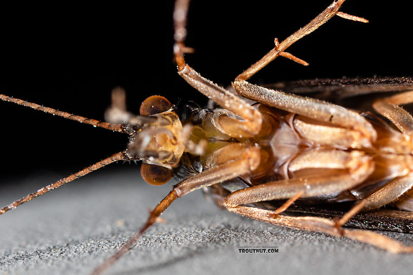 Hydropsyche (Spotted Sedges) Caddisfly Adult from the Madison River in Montana