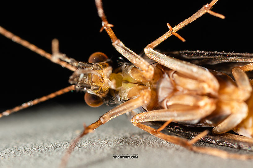 Hydropsyche (Spotted Sedges) Caddisfly Adult from the Madison River in Montana