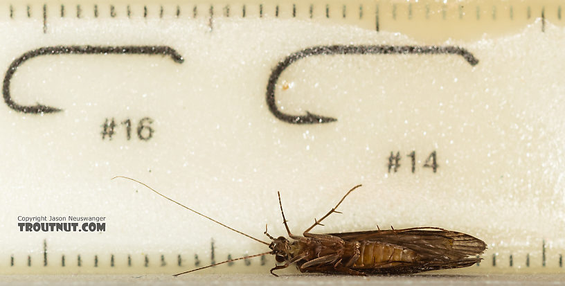 Hydropsyche (Spotted Sedges) Caddisfly Adult from the Madison River in Montana