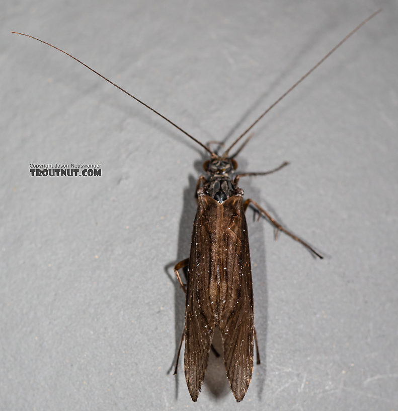 Male Hydropsyche occidentalis (Spotted Sedge) Caddisfly Adult from the Madison River in Montana