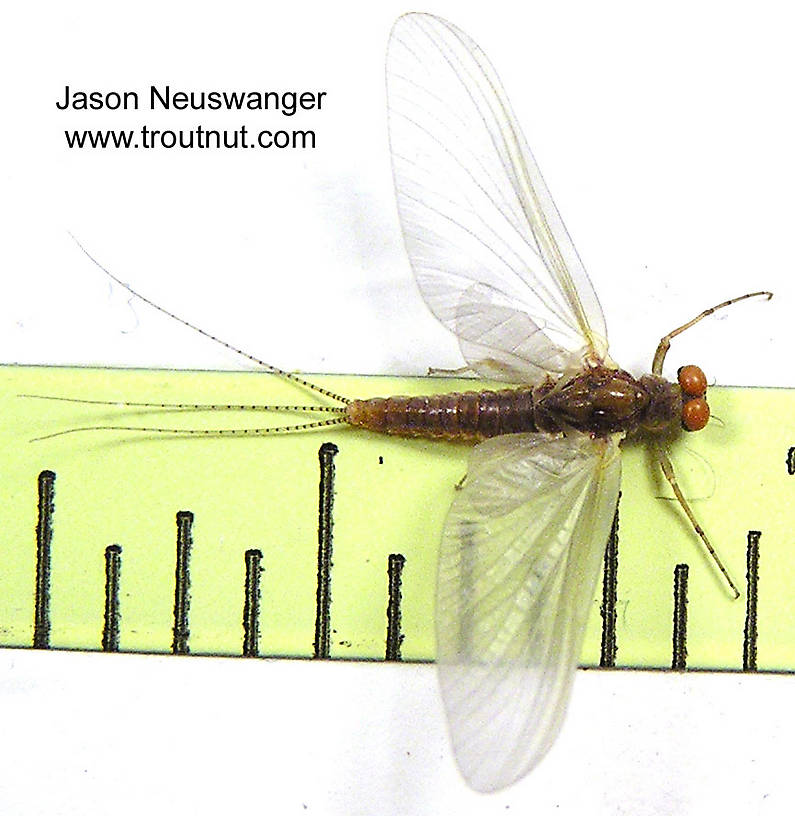 Male Ephemerella invaria (Sulphur Dun) Mayfly Dun from unknown in Wisconsin