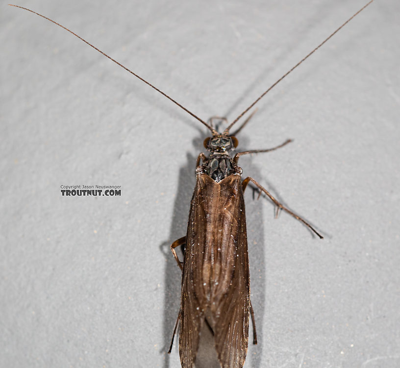 Male Hydropsyche occidentalis (Spotted Sedge) Caddisfly Adult from the Madison River in Montana