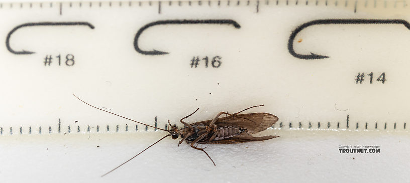 Male Hydropsyche occidentalis (Spotted Sedge) Caddisfly Adult from the Madison River in Montana