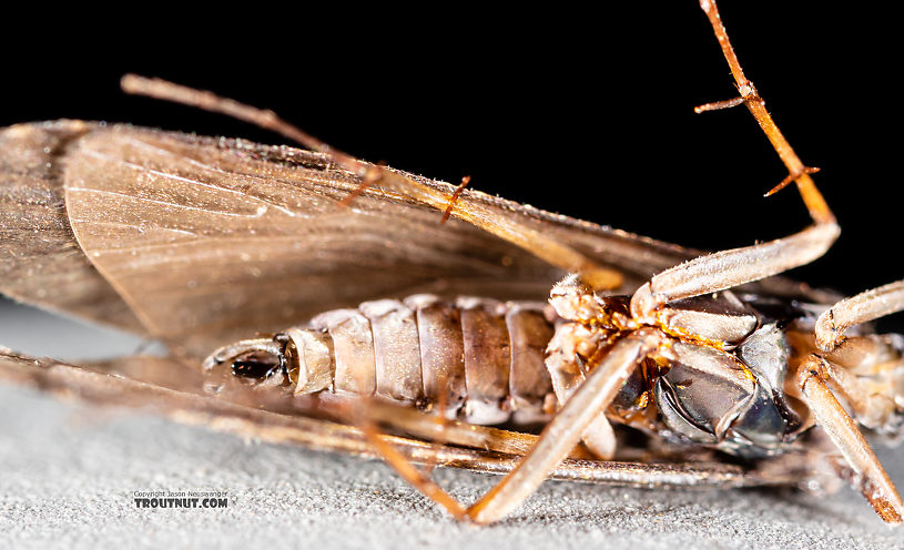 Male Hydropsyche occidentalis (Spotted Sedge) Caddisfly Adult from the Madison River in Montana