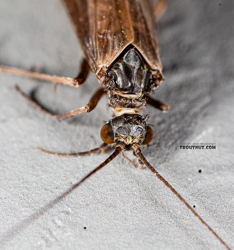 Male Hydropsyche occidentalis (Spotted Sedge) Caddisfly Adult from the Madison River in Montana