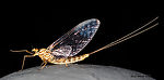 Female Rhithrogena undulata (Small Western Red Quill) Mayfly Spinner