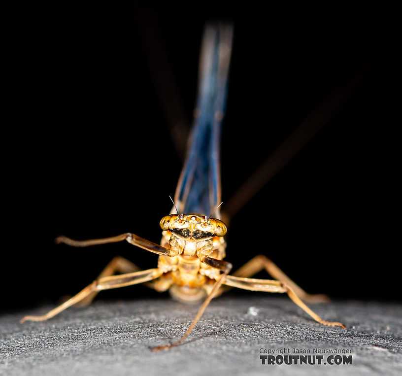 Female Rhithrogena undulata (Small Western Red Quill) Mayfly Spinner from the Madison River in Montana