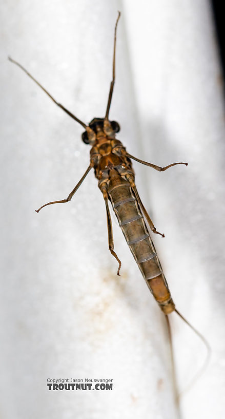 Female Rhithrogena undulata (Small Western Red Quill) Mayfly Spinner from the Madison River in Montana