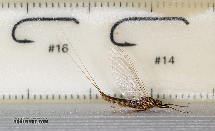 Female Rhithrogena undulata (Small Western Red Quill) Mayfly Spinner from the Madison River in Montana