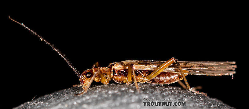 Male Malenka tina (Tiny Winter Black) Stonefly Adult from the Madison River in Montana