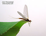 Male Ephemerella invaria (Sulphur Dun) Mayfly Dun