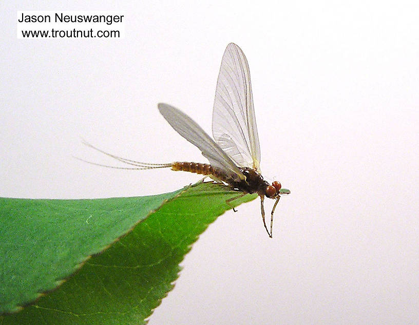 Male Ephemerella invaria (Sulphur Dun) Mayfly Dun from unknown in Wisconsin