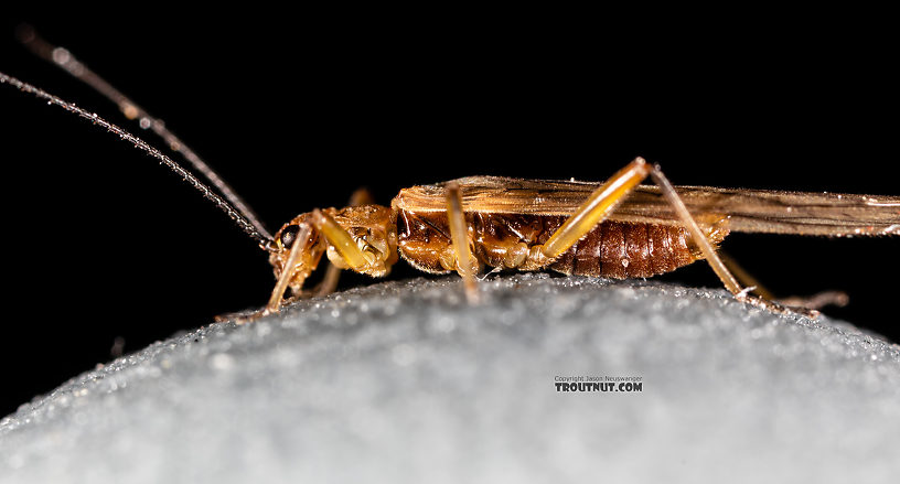 Male Malenka tina (Tiny Winter Black) Stonefly Adult from the Madison River in Montana