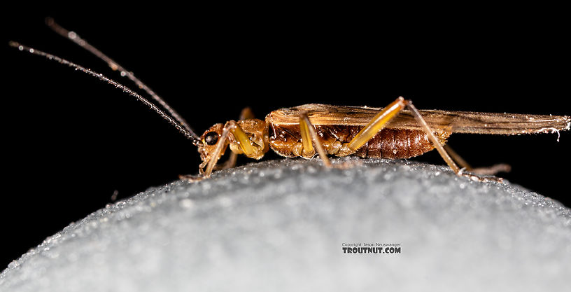 Male Malenka tina (Tiny Winter Black) Stonefly Adult from the Madison River in Montana