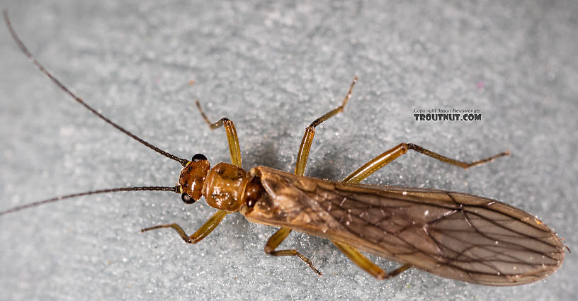 Male Malenka tina (Tiny Winter Black) Stonefly Adult from the Madison River in Montana