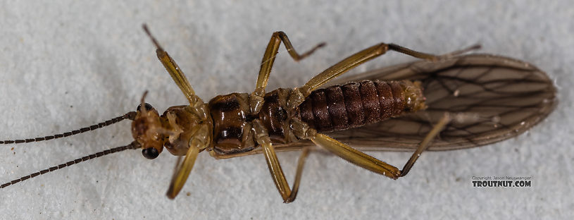 Male Malenka tina (Tiny Winter Black) Stonefly Adult from the Madison River in Montana