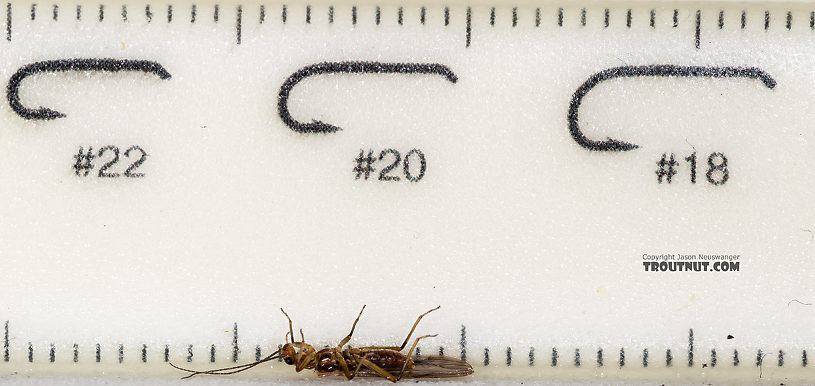 Male Malenka tina (Tiny Winter Black) Stonefly Adult from the Madison River in Montana