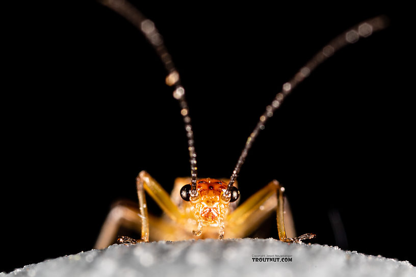 Male Malenka tina (Tiny Winter Black) Stonefly Adult from the Madison River in Montana