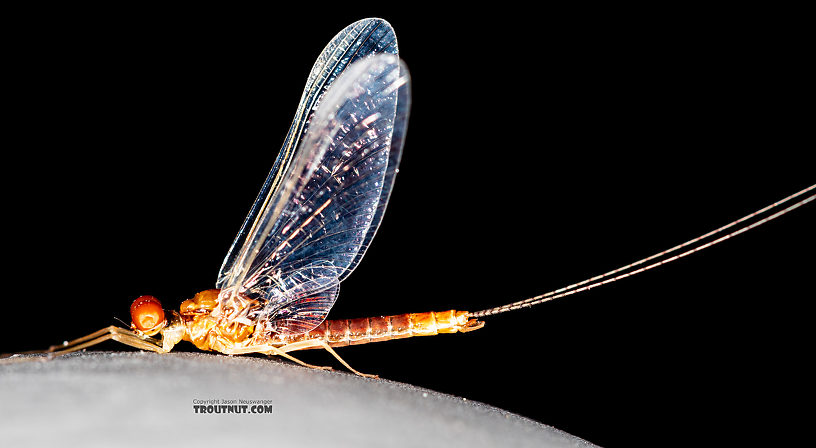 Male Ephemerella dorothea infrequens (Pale Morning Dun) Mayfly Spinner from the Madison River in Montana