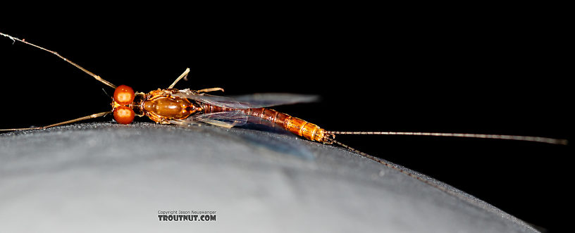 Male Ephemerella dorothea infrequens (Pale Morning Dun) Mayfly Spinner from the Madison River in Montana