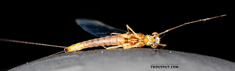 Male Ephemerella dorothea infrequens (Pale Morning Dun) Mayfly Spinner from the Madison River in Montana