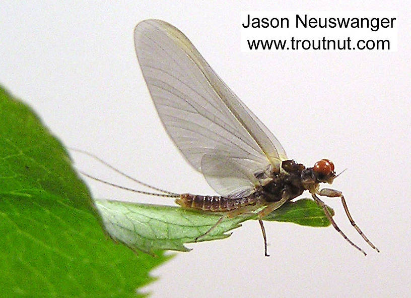 Male Ephemerella invaria (Sulphur Dun) Mayfly Dun from unknown in Wisconsin