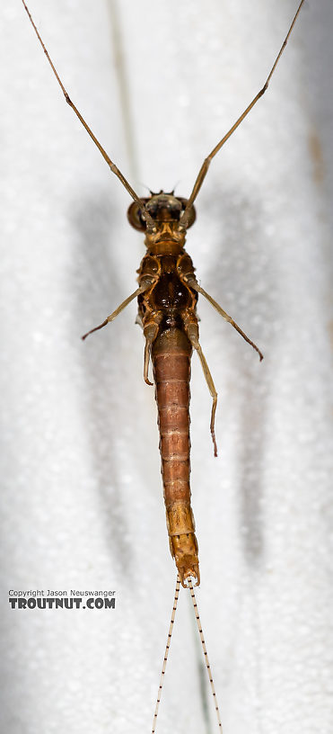 Male Ephemerella dorothea infrequens (Pale Morning Dun) Mayfly Spinner from the Madison River in Montana