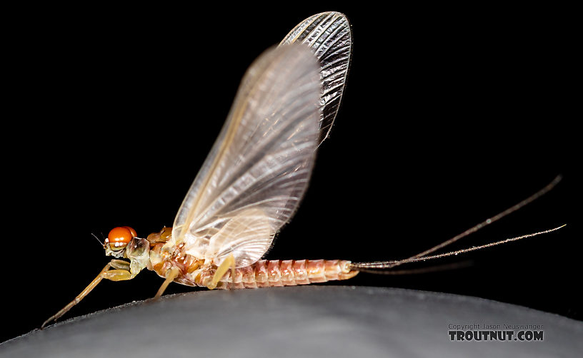 Male Ephemerella aurivillii Mayfly Dun from the Madison River in Montana