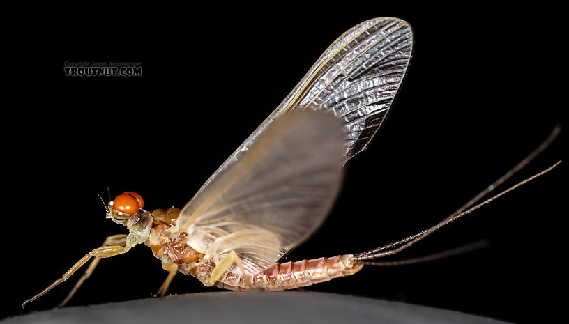 Male Ephemerella aurivillii Mayfly Dun from the Madison River in Montana