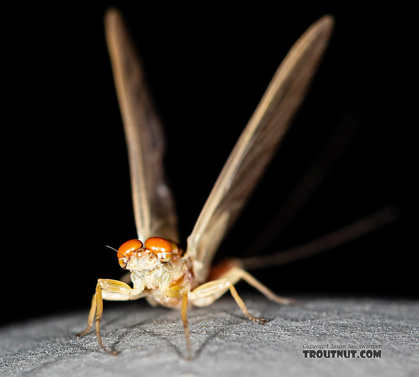 Male Ephemerella aurivillii Mayfly Dun from the Madison River in Montana