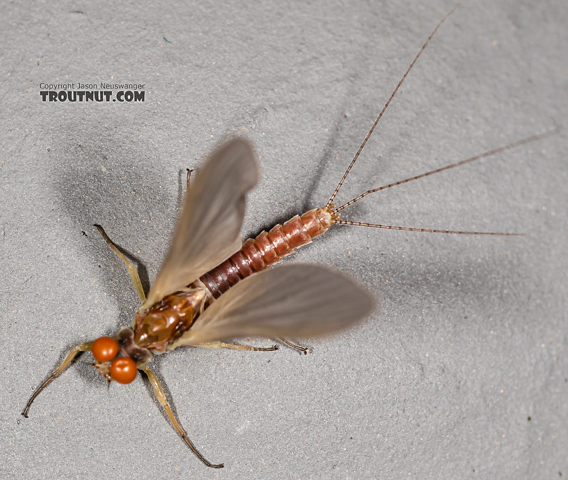 Male Ephemerella aurivillii Mayfly Dun from the Madison River in Montana