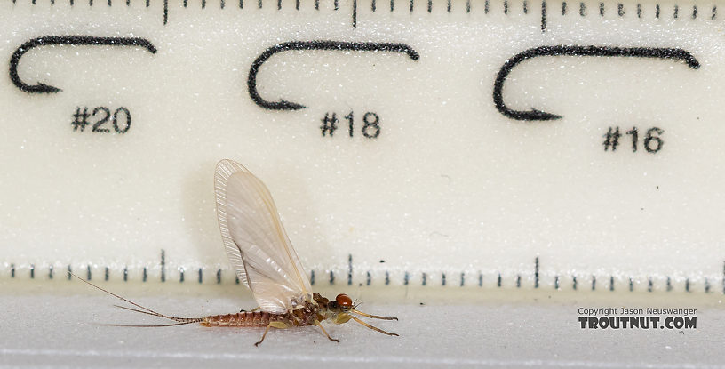 Male Ephemerella aurivillii Mayfly Dun from the Madison River in Montana