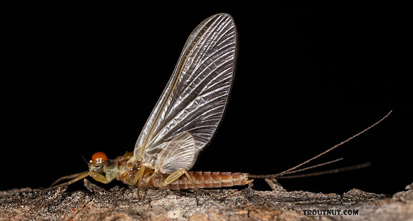 Male Ephemerella aurivillii Mayfly Dun from the Madison River in Montana