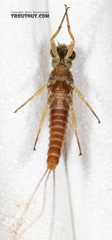 Male Ephemerella aurivillii Mayfly Dun from the Madison River in Montana