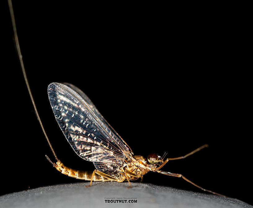 Male Rhithrogena undulata (Small Western Red Quill) Mayfly Spinner from the Madison River in Montana