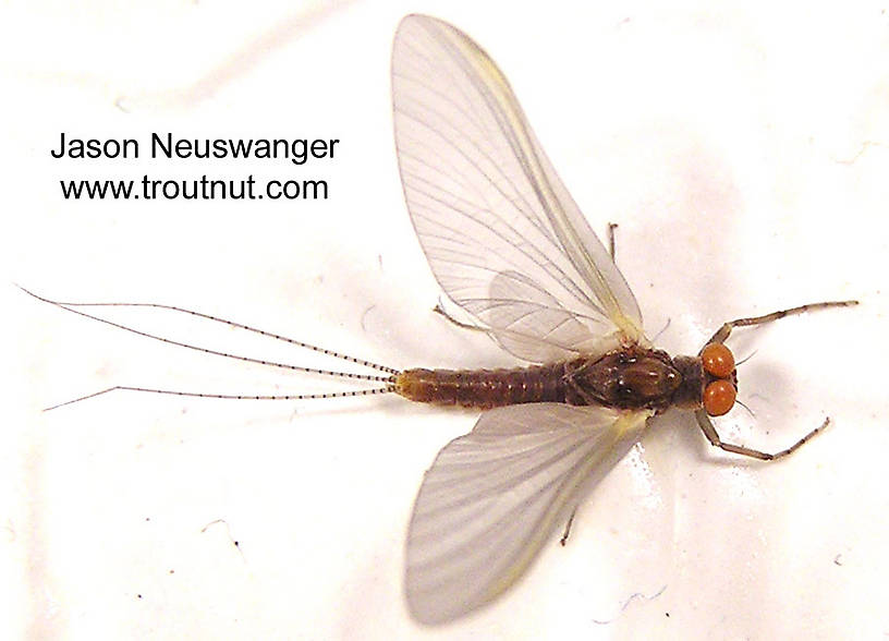 Male Ephemerella invaria (Sulphur Dun) Mayfly Dun from unknown in Wisconsin