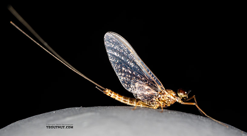 Male Rhithrogena undulata (Small Western Red Quill) Mayfly Spinner from the Madison River in Montana