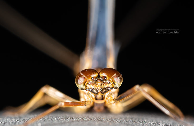 Male Rhithrogena undulata (Small Western Red Quill) Mayfly Spinner from the Madison River in Montana