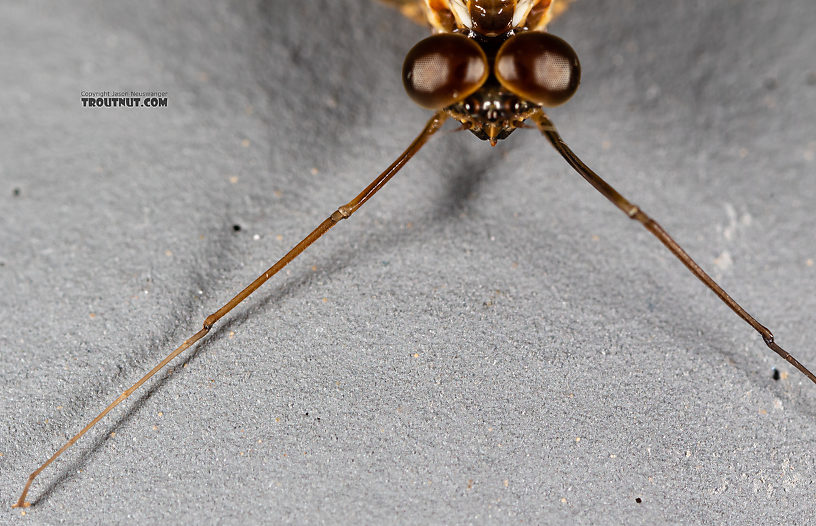 Male Rhithrogena undulata (Small Western Red Quill) Mayfly Spinner from the Madison River in Montana