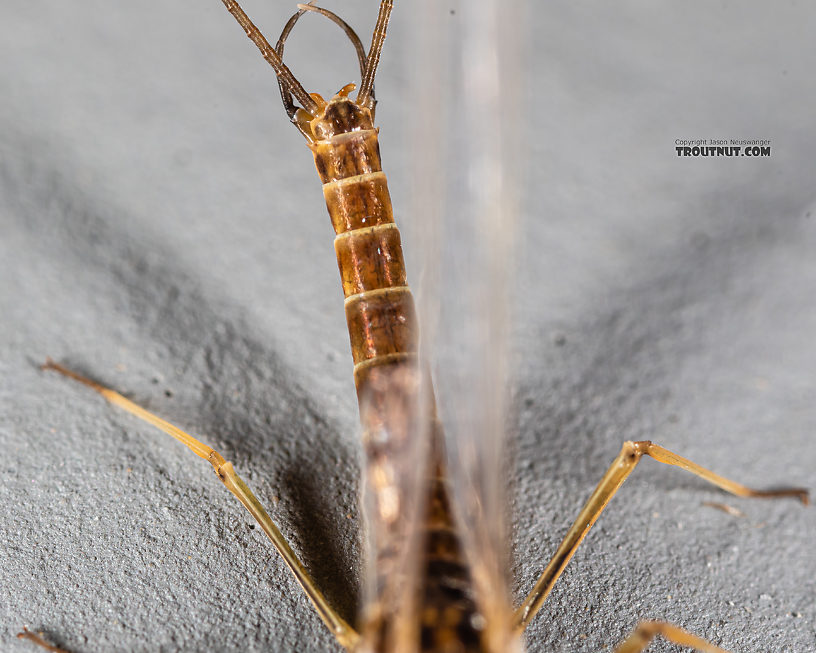 Male Rhithrogena undulata (Small Western Red Quill) Mayfly Spinner from the Madison River in Montana