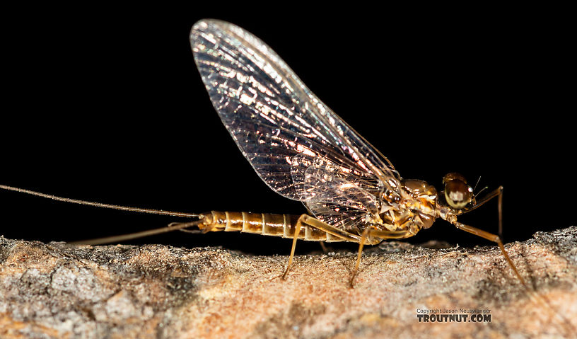 Male Rhithrogena undulata (Small Western Red Quill) Mayfly Spinner from the Madison River in Montana