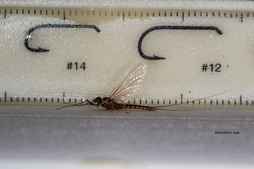 Male Rhithrogena undulata (Small Western Red Quill) Mayfly Spinner from the Madison River in Montana