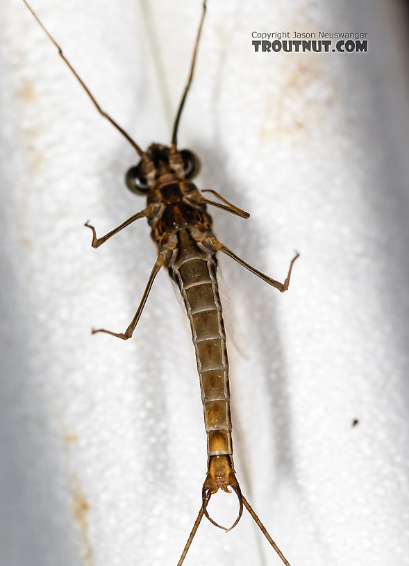 Male Rhithrogena undulata (Small Western Red Quill) Mayfly Spinner from the Madison River in Montana