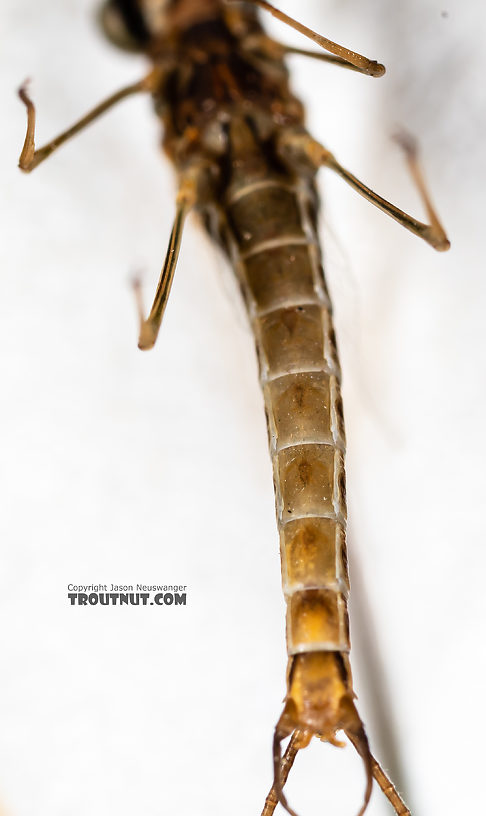 Male Rhithrogena undulata (Small Western Red Quill) Mayfly Spinner from the Madison River in Montana