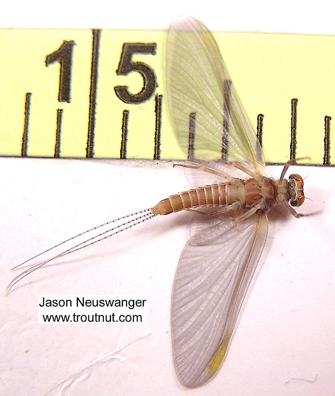 Male Ephemerella invaria (Sulphur Dun) Mayfly Dun from unknown in Wisconsin