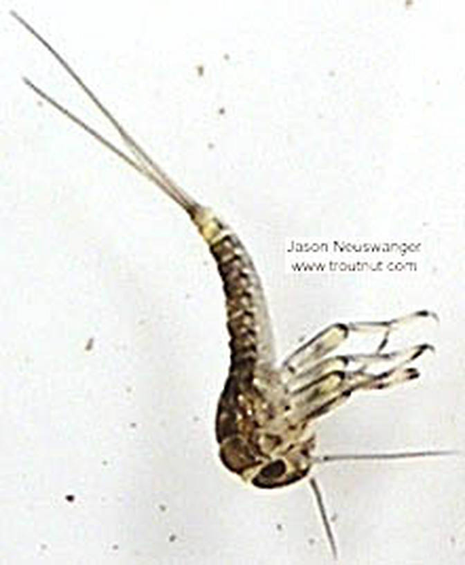 Baetidae (Blue-Winged Olives) Mayfly Nymph from unknown in Wisconsin