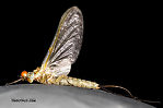 Male Ephemerella dorothea infrequens (Pale Morning Dun) Mayfly Dun